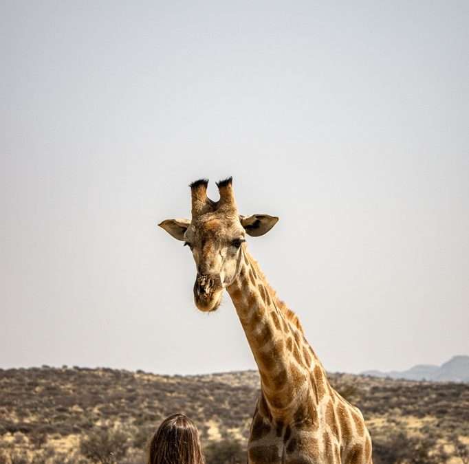 2-week Namibia Itinerary: the ultimate self-drive road trip adventure