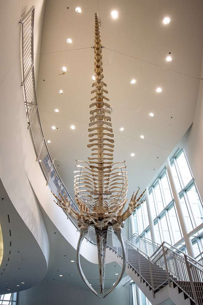 Whale skeleton hanging from the ceiling