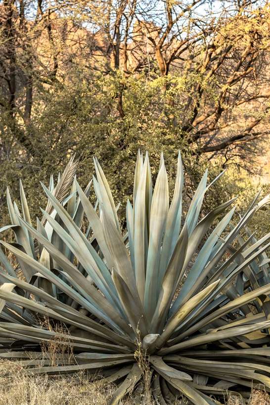 Aloe at Waterberg Wilderness 2-week Namibia itinerary