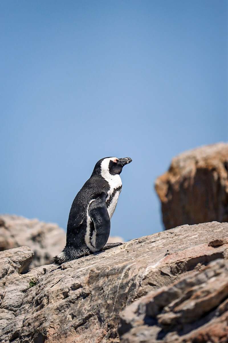 Best things to do at Cape Agulhas_Stony Bay Bettys Bay Penguin Colony