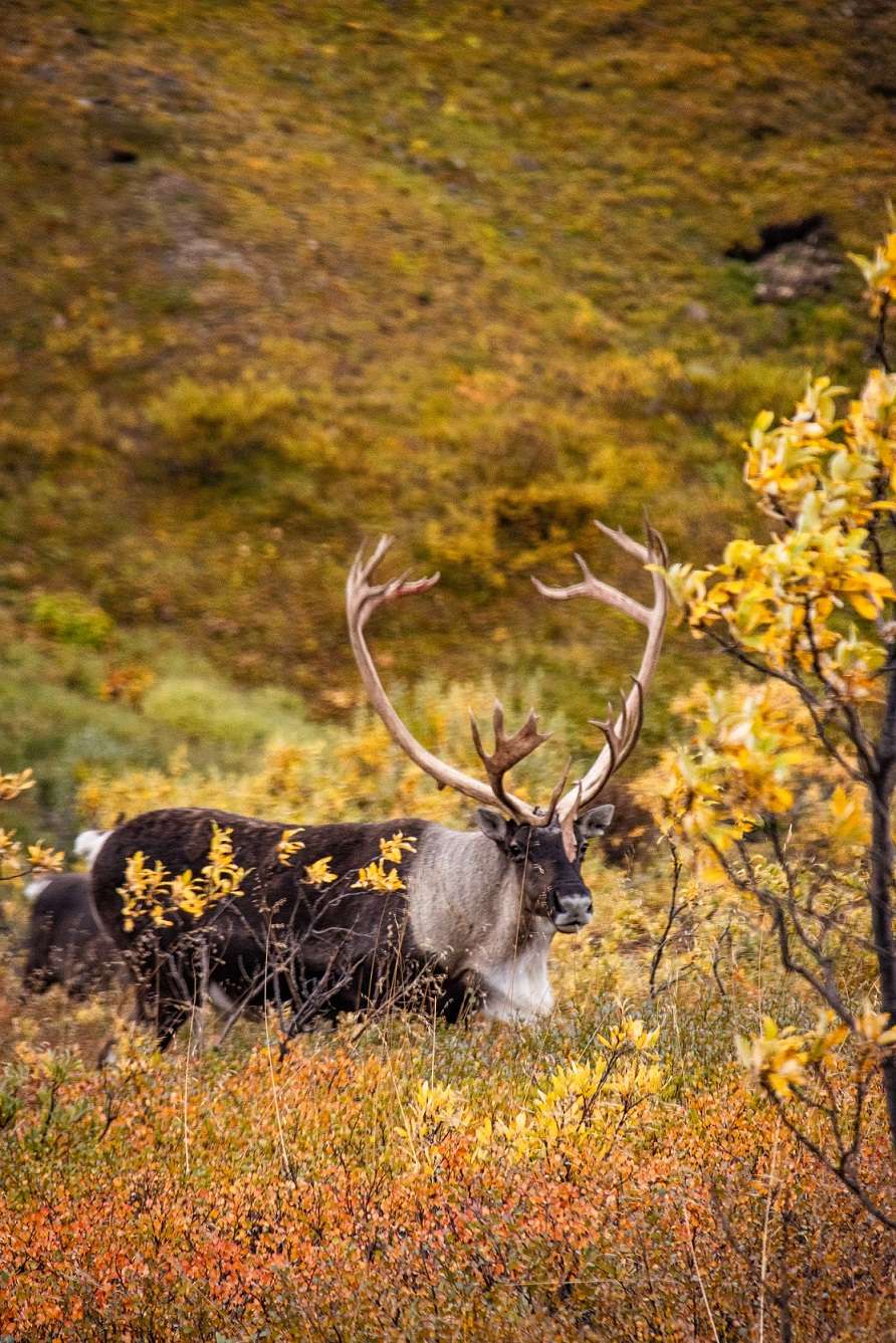 Caribou standing in colorful grass