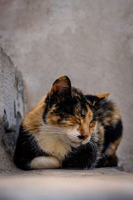 Cat sleeping on stairs