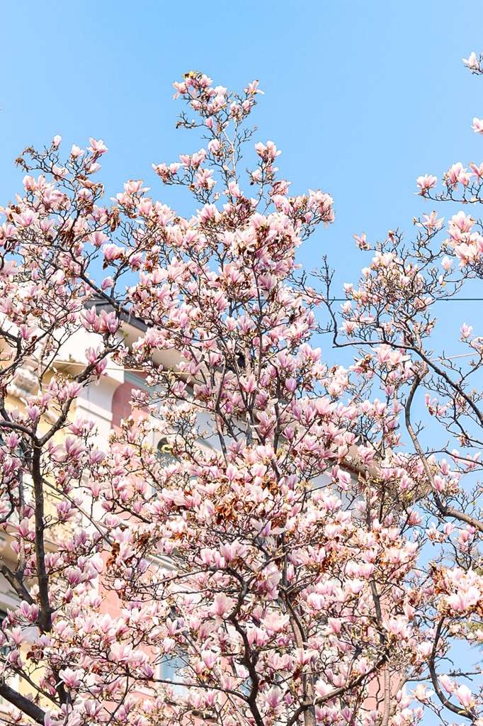 Cherry blossoms in Lugano 2-week Namibia itinerary