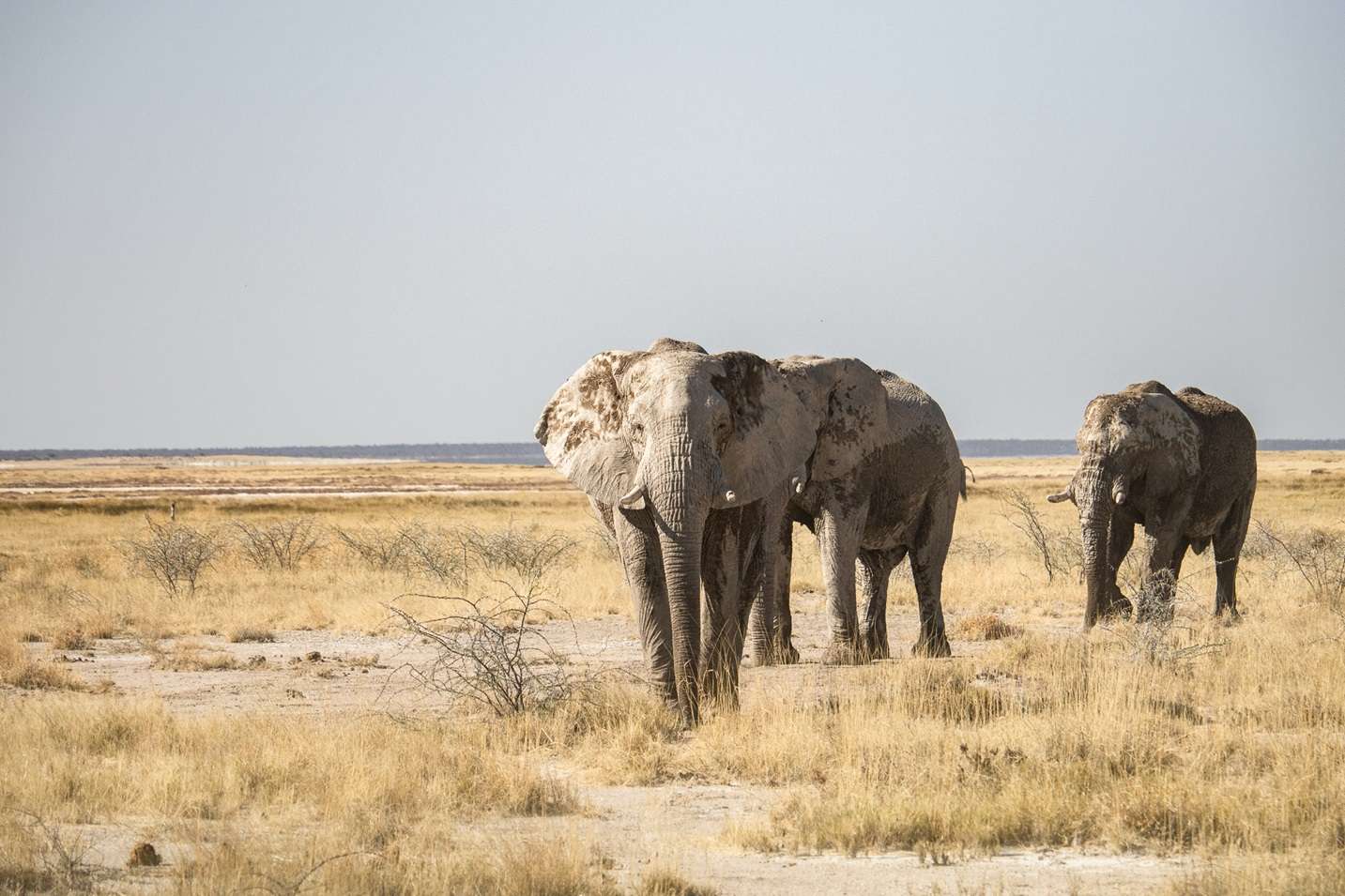 Elephant at Etosha National Park 7