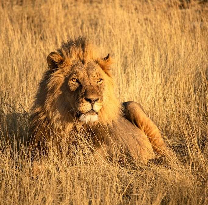 Self-driving Etosha National Park: everything you need to know for an epic safari trip