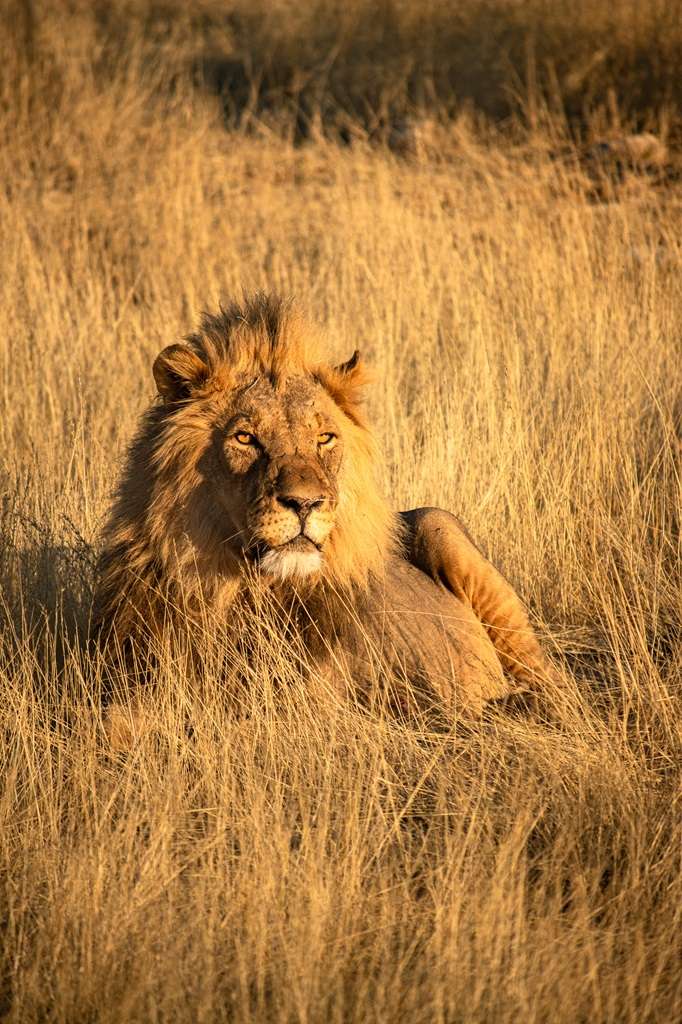 Self-driving Etosha National Park: everything you need to know for an epic safari trip