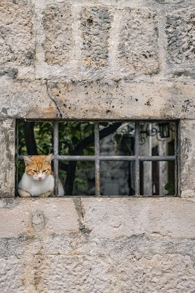 Cat looking out of a window