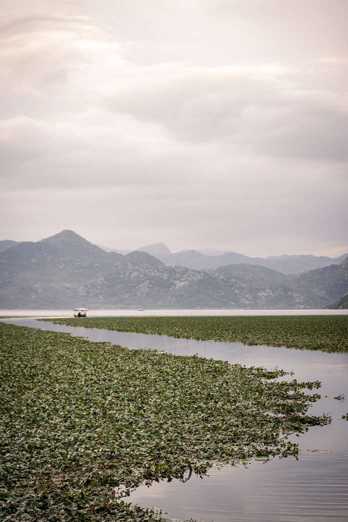 Water lilies on a lake