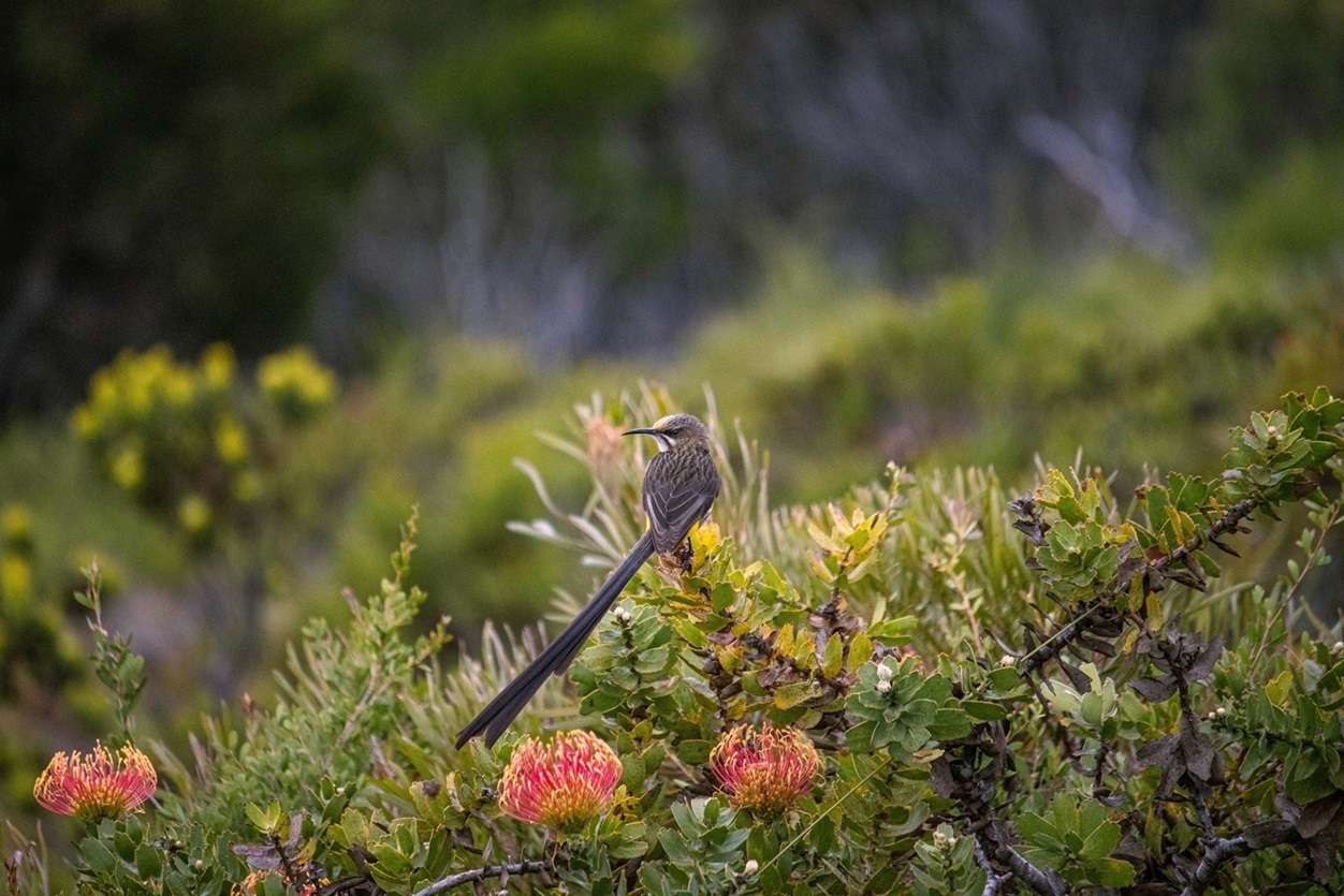 Nuwejaars Wetlands Nuwejaars Wetlands, one of the best things to do at Cape Agulhas
