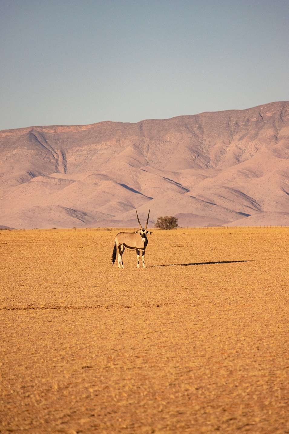 Oryx in Namibia Sossusvlei Namibia