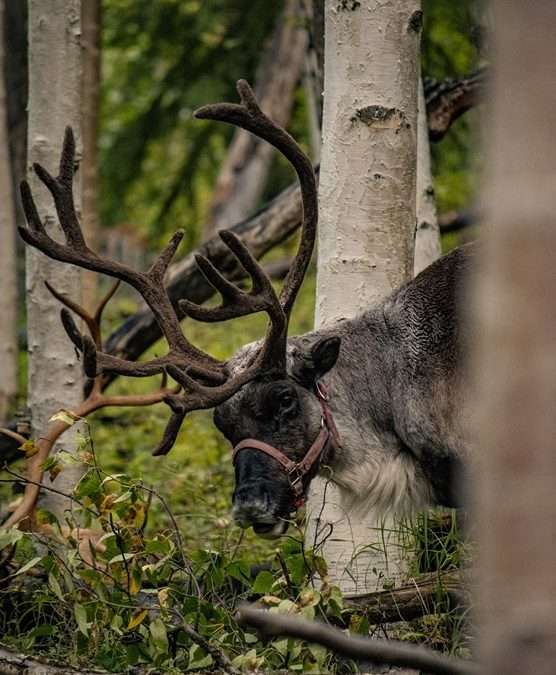 10 awesome things to do in Fairbanks, Alaska