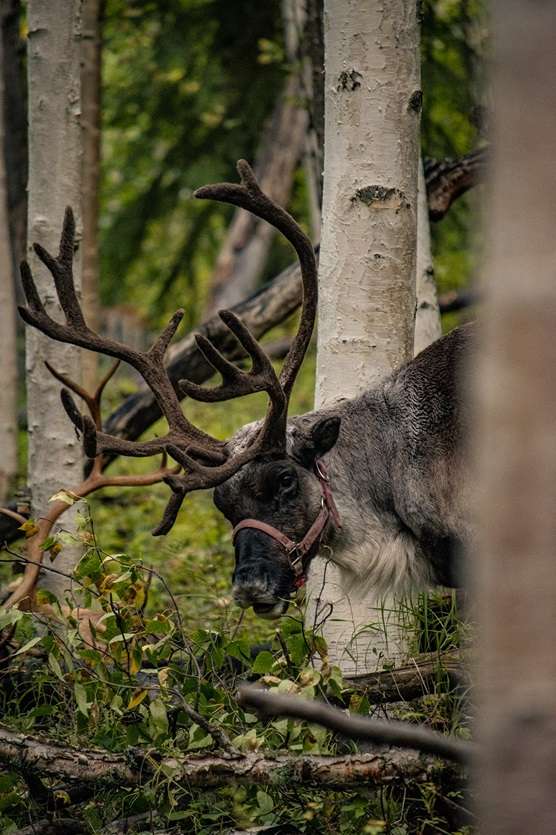 Reindeer peaking out from behind a tree