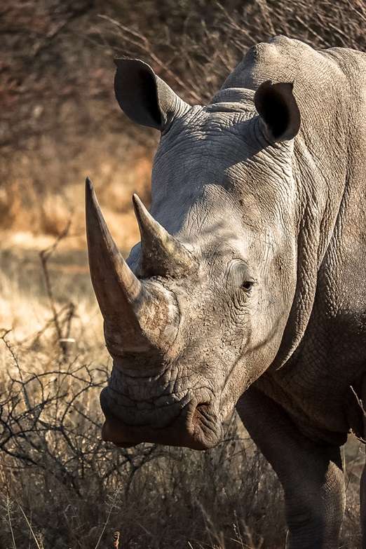 Rhino at Waterberg Wilderness 2 2-week Namibia itinerary