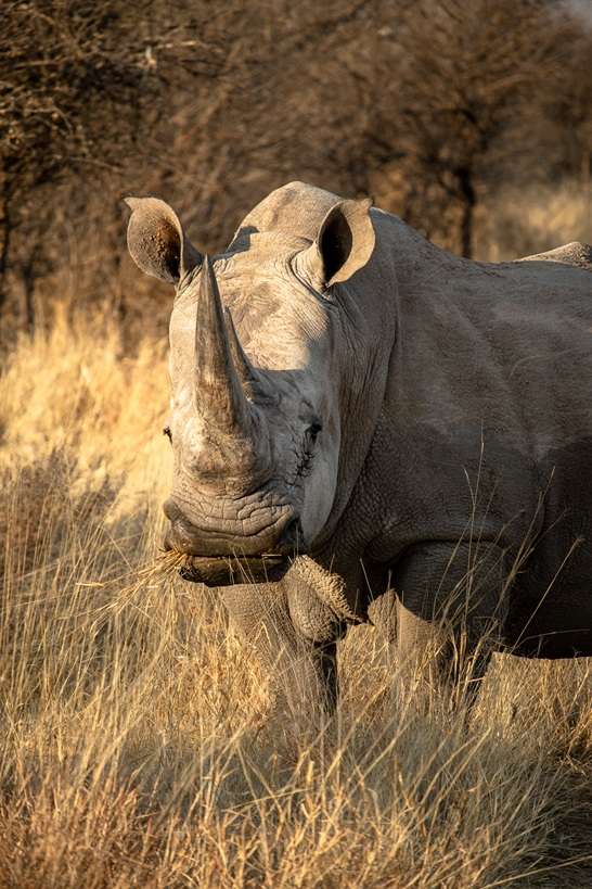 Rhino at Waterberg Wilderness 5 2 week Namibia itinerary_Rhino