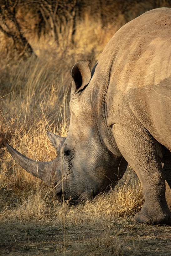 Rhino drive at Waterberg Wilderness 2 2-week Namibia itinerary