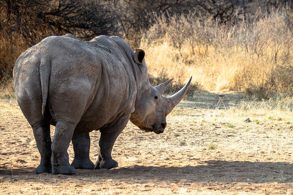 Rhino drive at Waterberg Wilderness