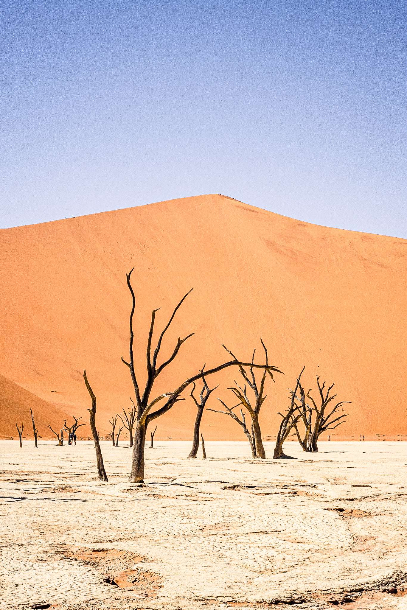 Trees at Deadvlei 2-week Namibia itinerary