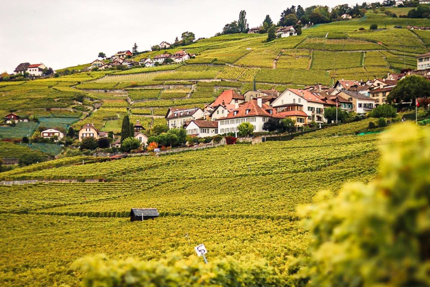 Village in the vineyards in Switzerland