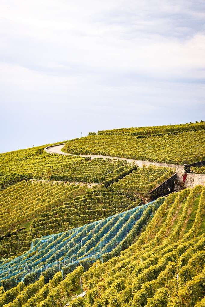 Vinreyards in Switzerland Hiking the Swiss Wine Trail in Lavaux